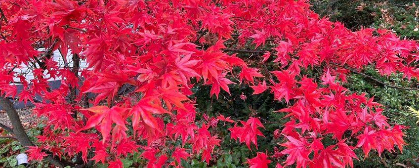 Acer palmatum, Japanse esdoorn, herfsttinten