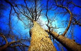 pixabay trees, winter
