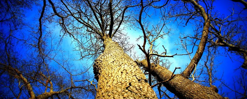 trees, winter