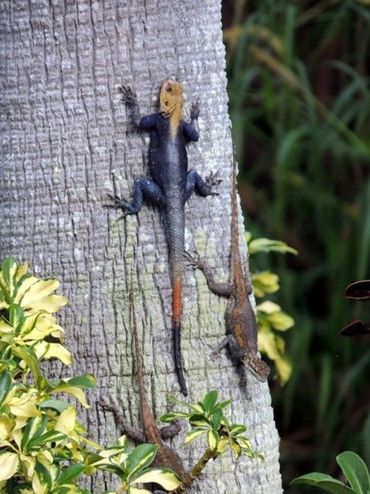 Peters's rock agama in Florida. Adult males have a red head and tail