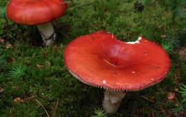 Rob Chrispijn Appelrussula
