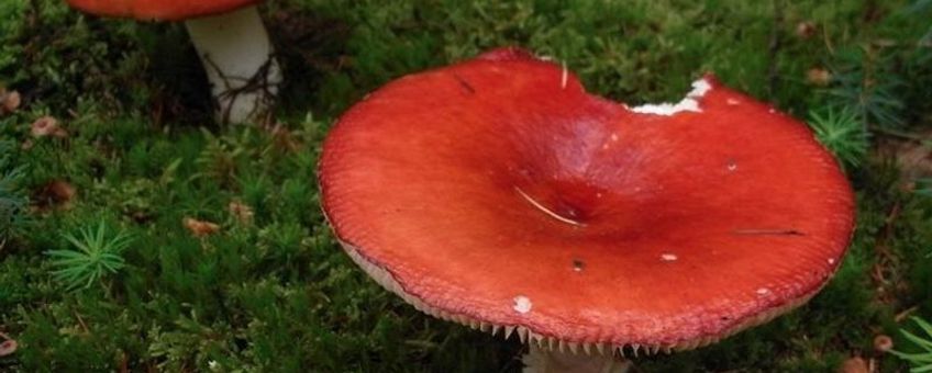 Appelrussula