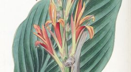 Afbeelding Canna indica uit 1830, toen nog onder de naam Canna achiras