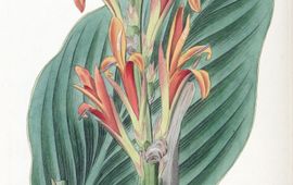 Edwards's Botanical Register; Consisting of Coloured Figures of Exotic Plants Cultivated in British Gardens; with their History and Mode of Treatment Afbeelding Canna indica uit 1830, toen nog onder de naam Canna achiras