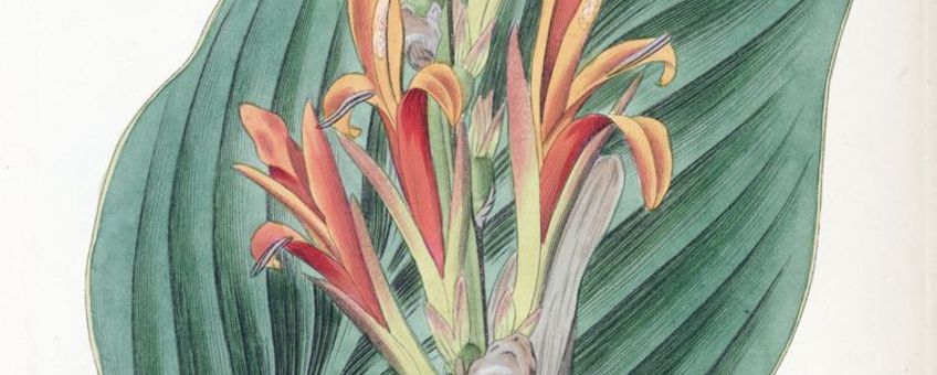 Afbeelding Canna indica uit 1830, toen nog onder de naam Canna achiras