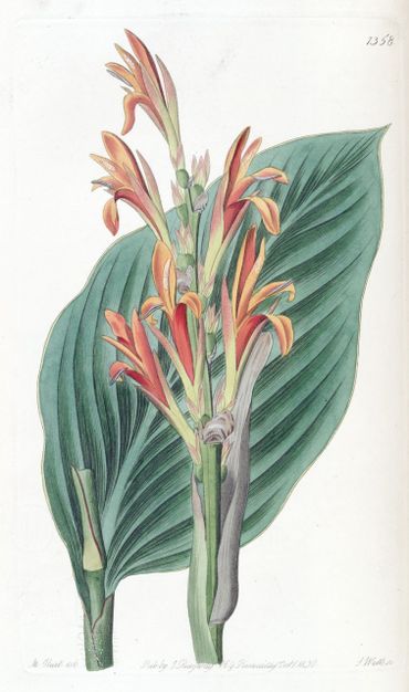 Afbeelding van Canna indica uit 1830, toen nog onder de naam Canna achiras