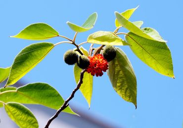 Papiermoerbei