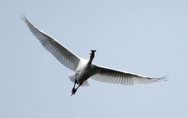 Platalea leucorodia 122, Lepelaar,