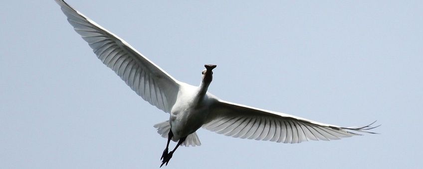 Platalea leucorodia 122, Lepelaar,