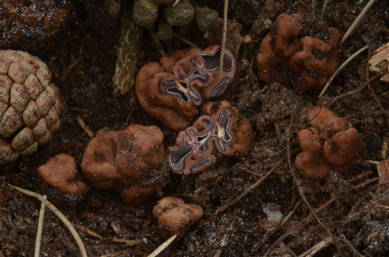 Olieboltruffels, een paar doorgesneden