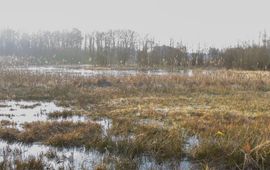 Ad de Knegt vennetjes Wisselse Veen