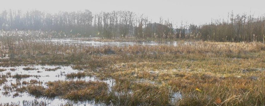 vennetjes Wisselse Veen