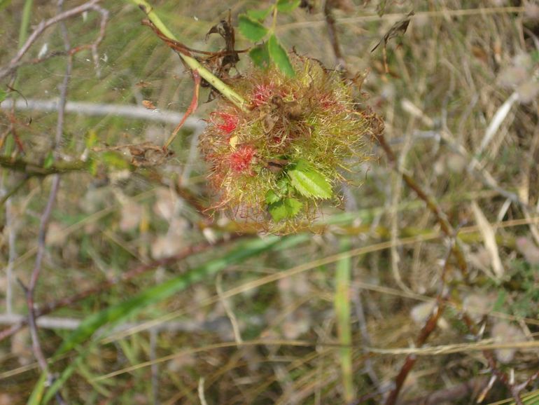 Gall on dog rose