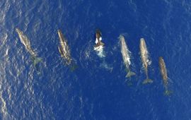 © A. Frantzis / Pelagos Cetacean Research Institute Een groep potvissen bij Kefalonia, langs de Helleense geul.