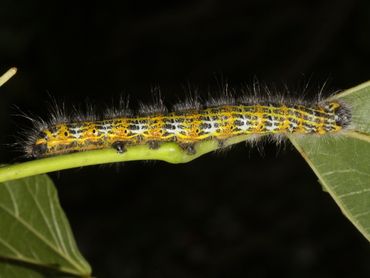 De rups van de wapendrager kun je ook in eik vinden