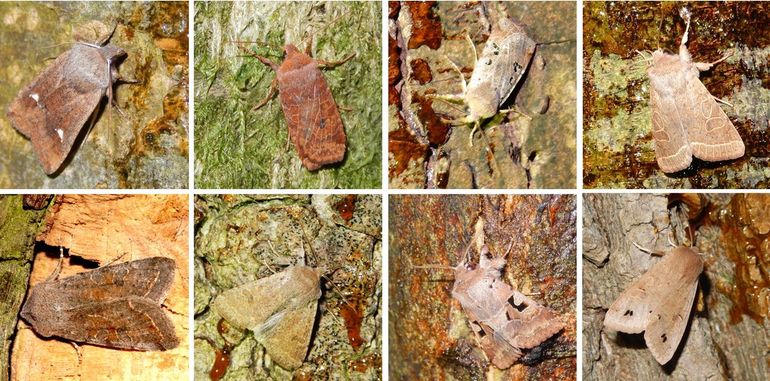 De acht uilen die je nu veel te zien kunt krijgen. Boven, van links naar rechts: drie winteruilen (wachtervlinder, bosbesuil en zwartvlekwinteruil) en de tweestreepvoorjaarsuil. Onder: variabele voorjaarsuil, kleine voorjaarsuil, nunvlinder en dubbelstipvoorjaarsuil