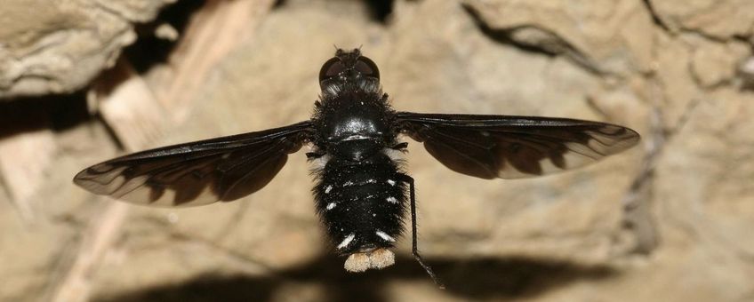 Muurrouwzever zwevend voor een muur op zoek naar nesten van metselbijen of –wespen