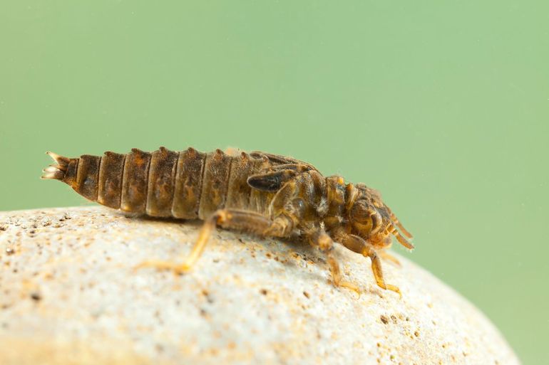 De larve van de gaffellibel is een relatief grote rombout met een breed lichaam met goed ontwikkelde rugknobbels