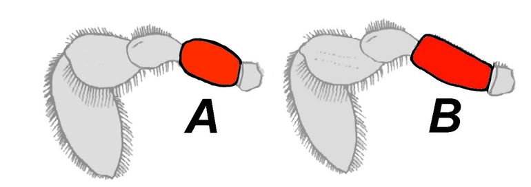 Het vierde lid van de zwempoot – rood: de merus – is bij de Grijze zwemkrab (B) twee keer zo lang als breed. Bij de Gewone zwemkrab en andere zwemkrabben (A) is dit duidelijk korter.