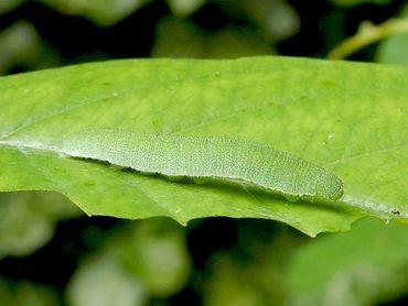 De rups van citroenvlinder kan in je tuin vlinder worden als je sporkehout hebt staan