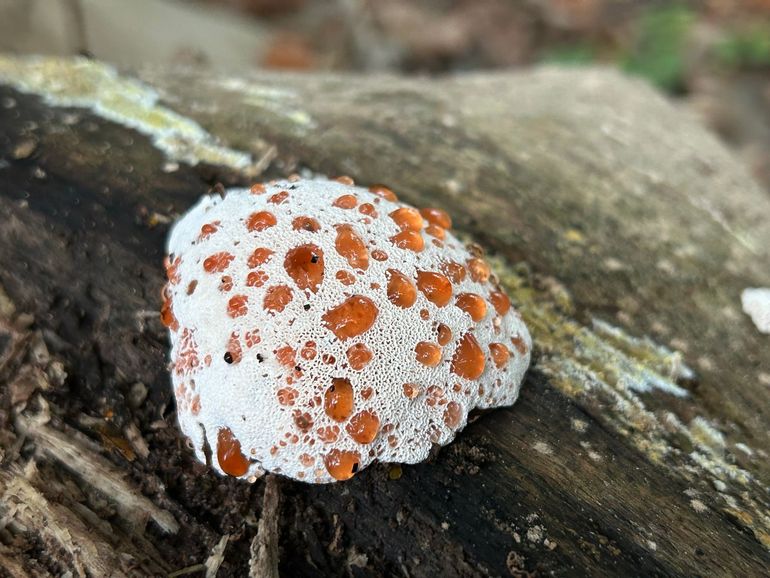 De guttatiedruppeltjes parelen op zijn vruchtlichaam