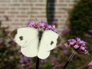 Het scheefbloemwitje, dat nog maar een paar jaar in ons land is, moet je ook vooral zoeken in het stedelijk gebied