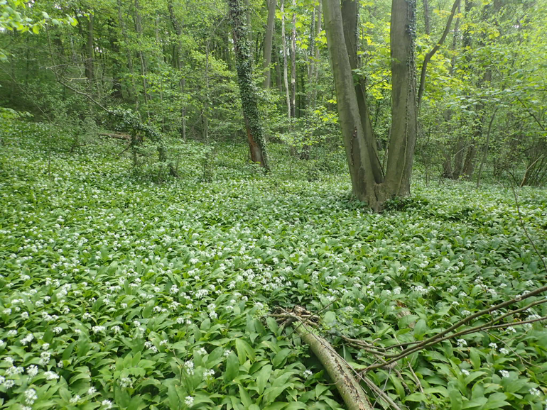 Uitgestrekte velden Daslook in een hellingbos in Zuid-Limburg