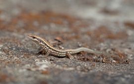 Jelger Herder Muurhagedis juveniel