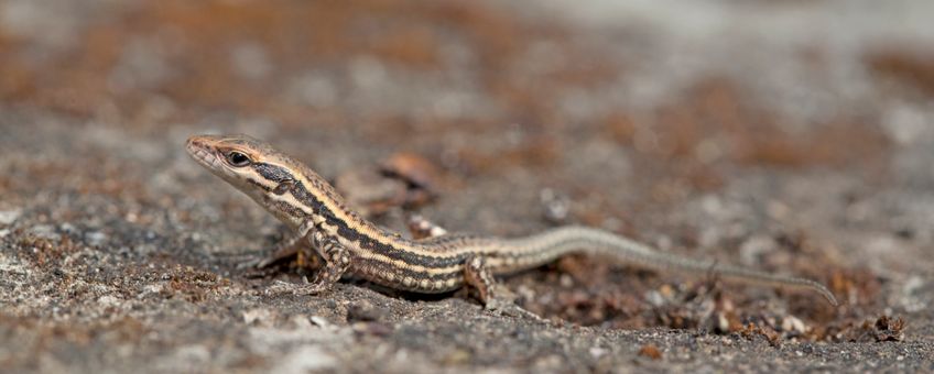 Muurhagedis juveniel