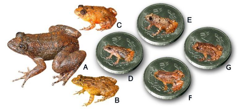 Seven new species discovered from the Western Ghats. A. Radcliffe’s Night Frog (Nyctibatrachus radcliffei), B. Athirappilly Night Frog (Nyctibatrachus athirappillyensis), C. Kadalar Night Frog (Nyctibatrachus webilla), D. Sabarimala Night Frog (Nyctibatrachus sabarimalai), E. Vijayan’s Night Frog (Nyctibatrachus pulivijayani), F. Manalar Night Frog (Nyctibatrachus manalari), G. Robin Moore’s Night Frog. [(D-G. Size of the miniature species in comparison to the Indian five-rupee coin (24 mm diameter)] 