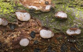 Nico Dam Achroomyces 2
Schijftrilkorstje