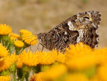 Ook andere kruiden worden gebruikt als deze nectar leveren. Hier een heivlinder op boerenwormkruid