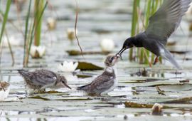 Staatsbosbeheer zwarte stern lead