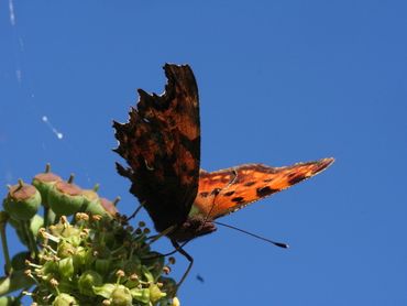 Bloeiende klimop is in het najaar een enorm belangrijke voedselbron voor vlinders en andere insecten. Hier een gehakkelde aurelia