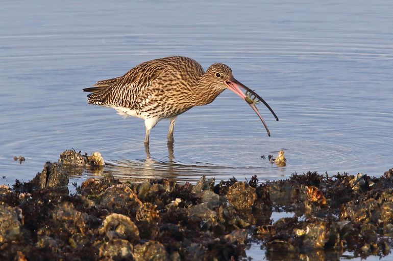 De wulp eet ook schelpdieren en krabbetjes, hoe groter, hoe beter