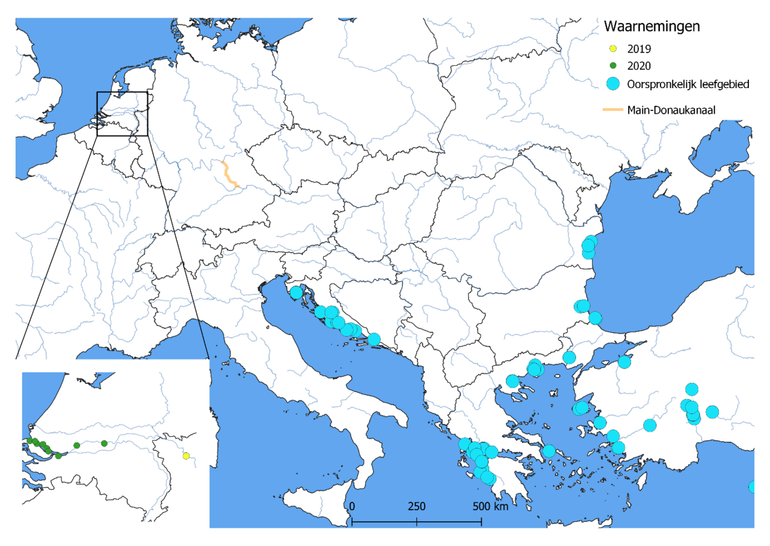 Weergave waarnemingen Kaukasische dwerggrondel in Nederland in 2020 (groen), waarneming in de Rijn in 2019 nabij Xanten in Duisland (geel) en het westelijke deel van de oorspronkelijke verspreiding uit GBIF database
