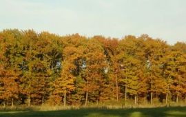Anne Oosterbaan Herfstbos