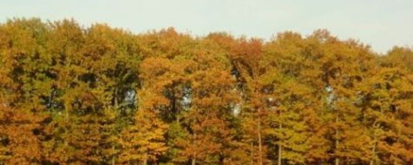 Herfstbos