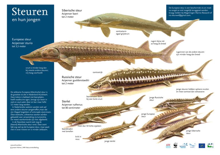 Zoekkaart van steuren die in Nederlandse wateren worden aangetroffen