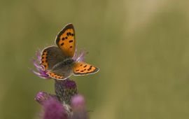 Jan van der Straaten, Saxifraga Lycaena phlaeas. Kleine vuurvlinder