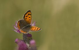 Lycaena phlaeas. Kleine vuurvlinder