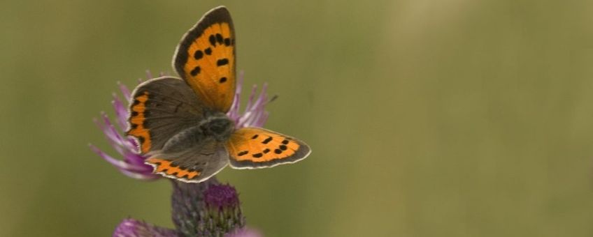 Lycaena phlaeas. Kleine vuurvlinder