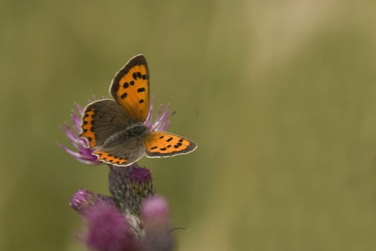 De knaloranje kleine vuurvlinder