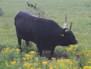 Stier met ballen graaft stierenkuil tijdens de runderbronst op de Hellegatsplaten