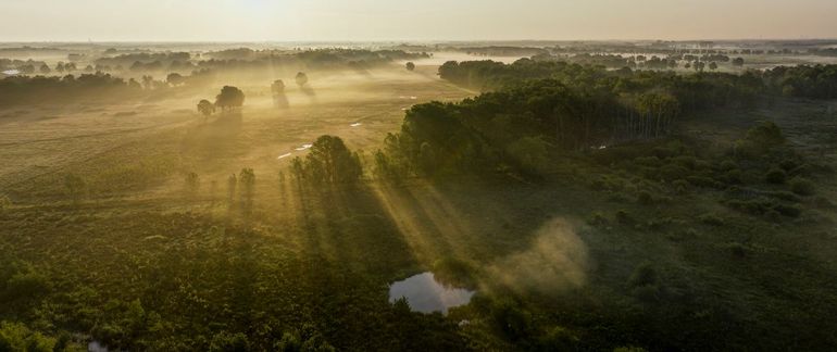 De dikke, natte humuszoden in de moerasbossen van het KempenBroek leggen grote hoeveelheden koolstof vast. En intussen is het een weergaloos landschap dat een thuis biedt aan boomkikkers, zwarte ooievaars en taurossen