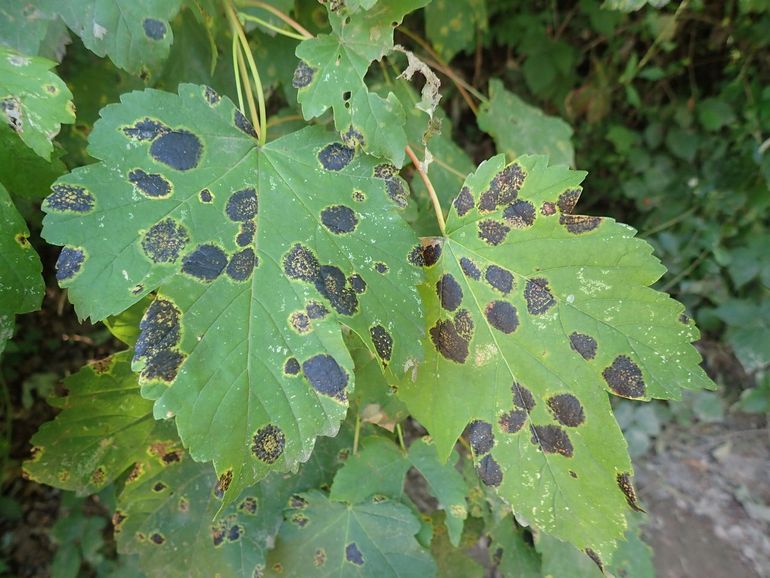De ene esdoorn is meer aangetast dan de ander door de inktvlekkenziekte