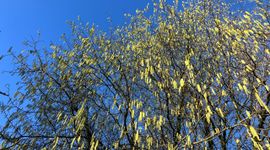 Hazelaar vol in bloei op 24 december 2025