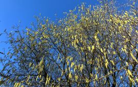 Hazelaar vol in bloei op 24 december 2025