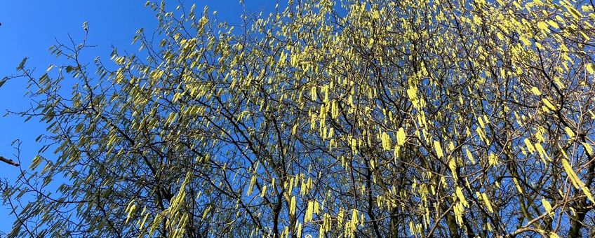 Hazelaar vol in bloei op 24 december 2025