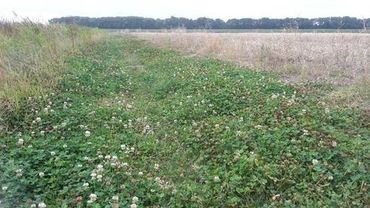 Bloeiende planten op de zegenpolder